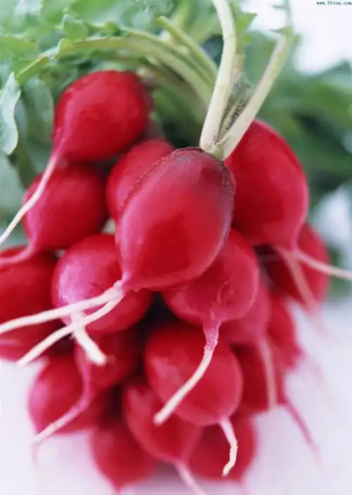 p>红丸二十日小萝卜是极早熟一代杂交品种,耐低温及耐热性均较强