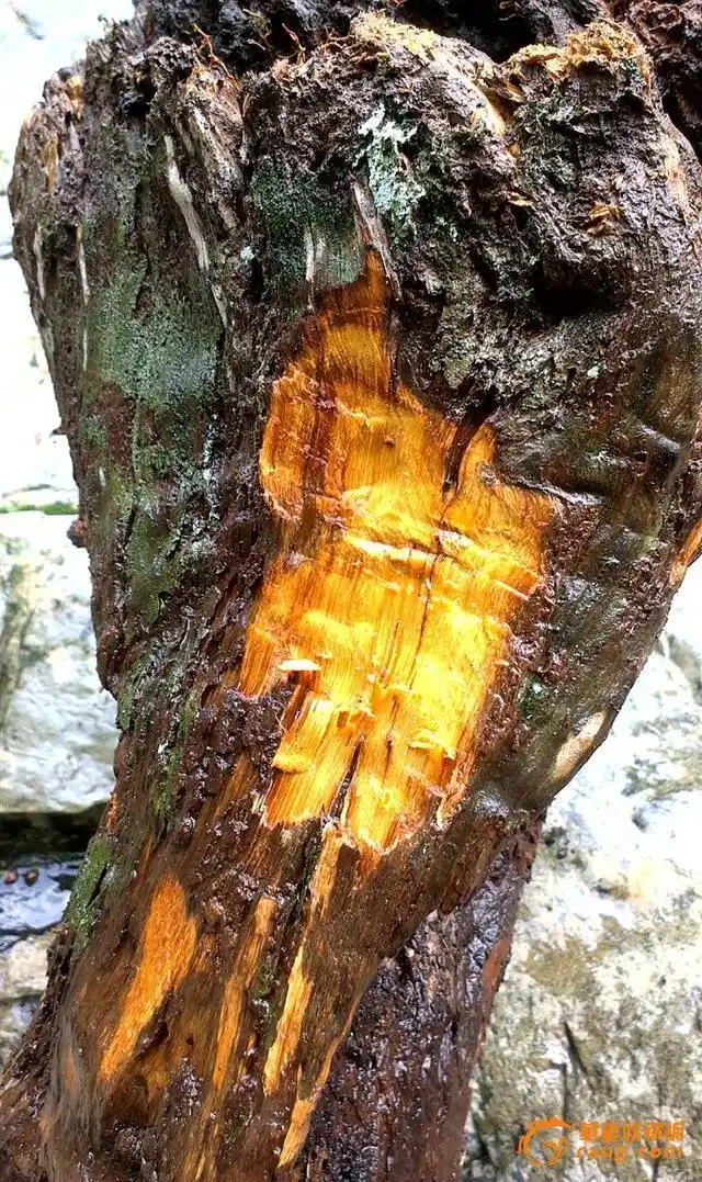 你知道皇帝木说的是那种名贵木材吗