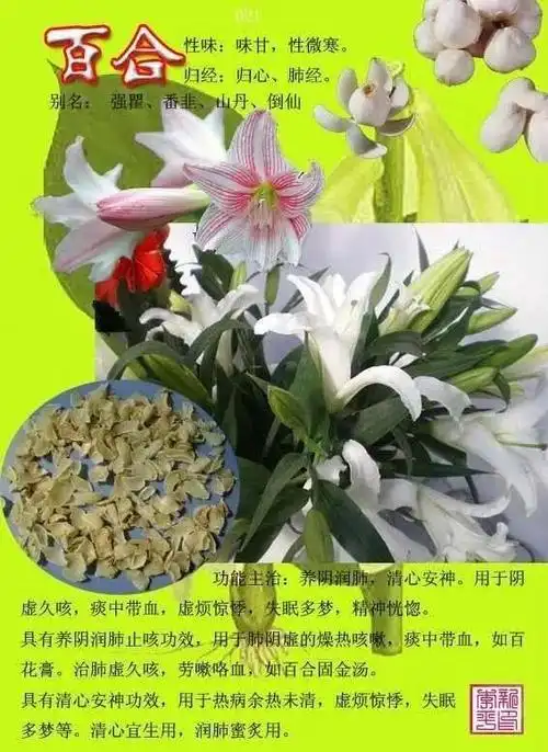 03柏子仁【别名】柏子仁,柏仁,柏子,柏梅子仁实,侧柏仁,柏子仁霜.