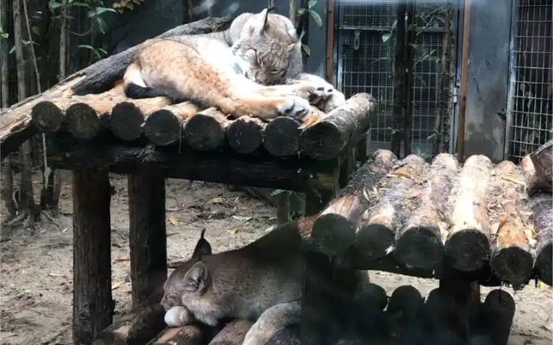 猞猁_上海动物园