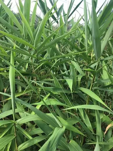 当天采摘新鲜包粽叶天纯然广西大粽叶免邮现摘100张包粽子的叶子