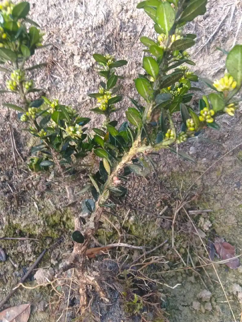 盆景素材 三年生龙鳞黑珍珠黄杨苗 - 抖音