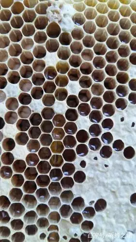 蜂王产的卵干瘪了,然后就不见了,咋回事?问题出在这