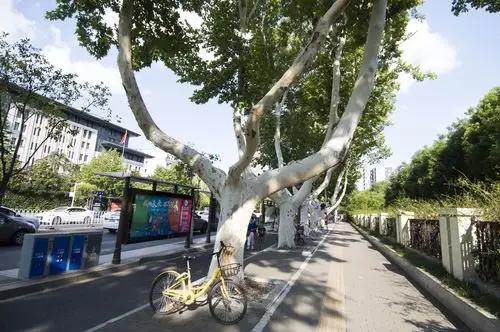 江苏南京:中山东路法国梧桐树