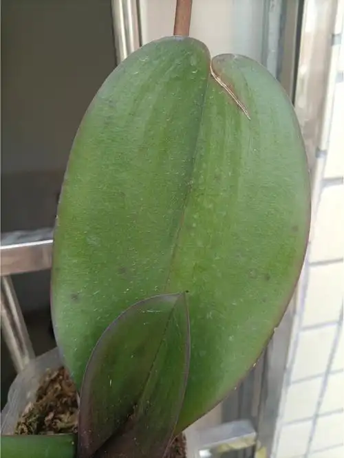 蝴蝶兰光芒四射叶斑病