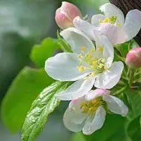 梨花海棠情侣头像_微信头像图片大全