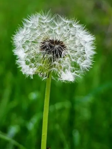 像伞一样的植物看孩子们收获真不少.我们一起来看一下吧.