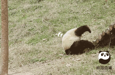 你以为熊猫就会卖萌打滚吃竹?且看熊猫功夫大会!