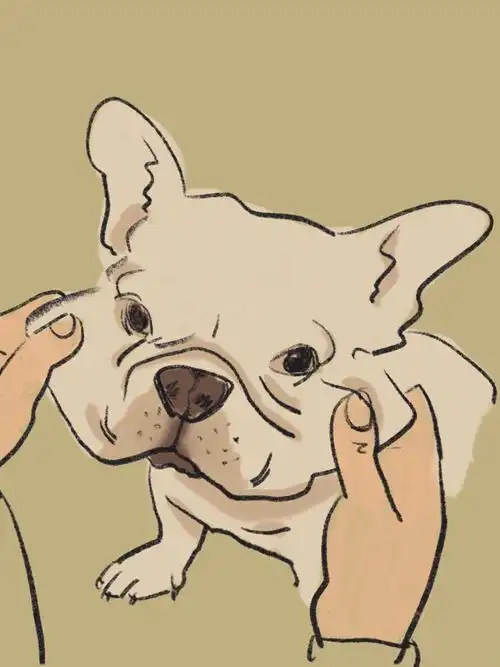 狗狗日常  #法斗  #procreate  #狗狗插画