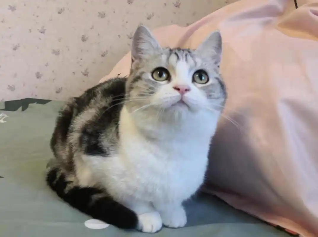 家养单血统美短加白起司,标斑ddmm