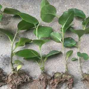 三七种植苗绿植可食用三七苗中草药观赏药材藤三七苗盆栽5人付款12