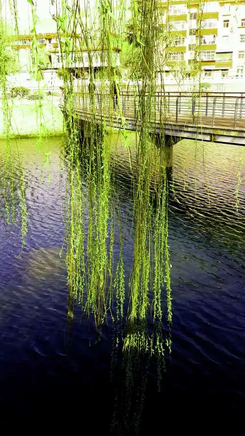 垂柳亲水美春光