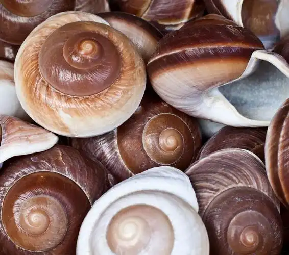 海螺背景素材图片矢量图免费下载_jpg格式_1000像素_编号26286267-千