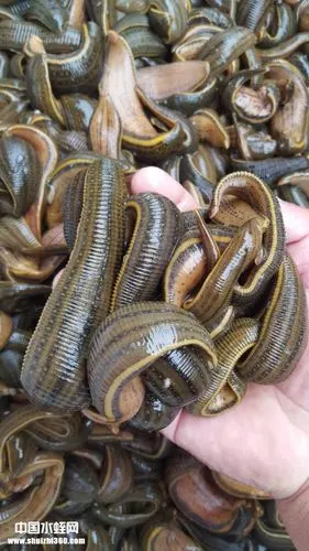 水蛭鲜品