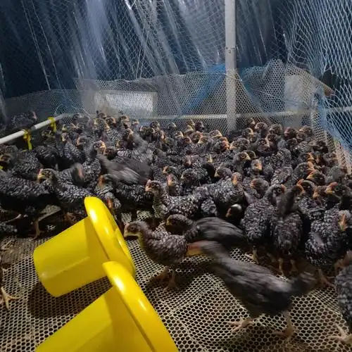 山东芦花鸡繁育基地纯种芦花鸡苗价格脱温芦花鸡苗价格隆航养殖笨鸡苗