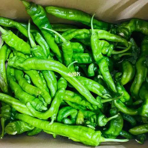 新鲜长青椒