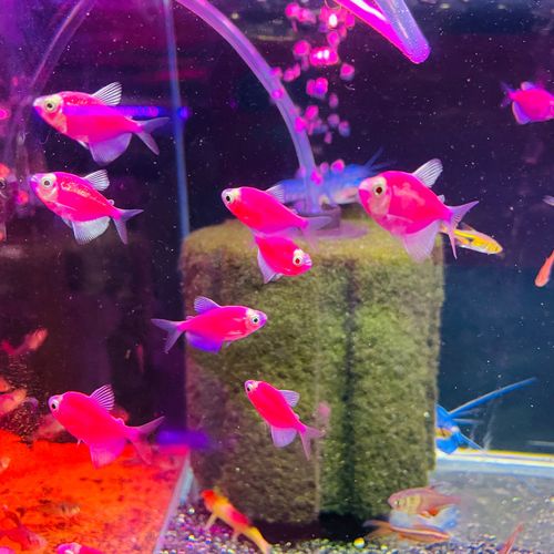 紫衣天使蓝莓天使柠檬天使苹果天使斑马鱼小型淡水鱼宠物观赏鱼类别