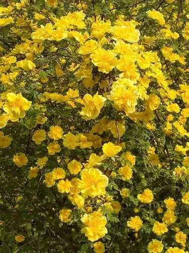 黄蔷薇花语:永恒的微笑!