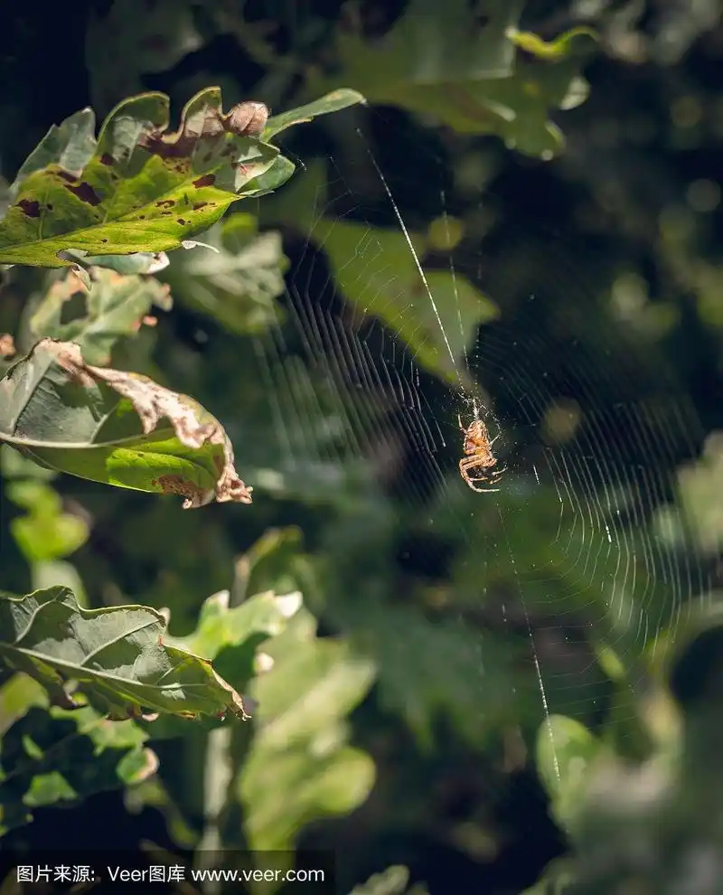 秋天,蜘蛛,橡树,小树林,蜘蛛织网
