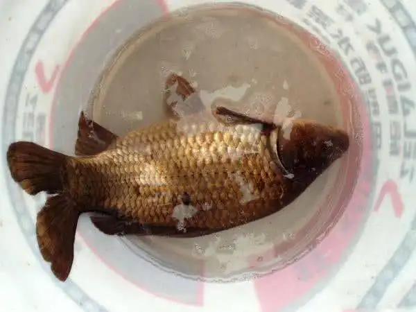 这是我钓过最大的一条野生鲫鱼,过称一称,足足2斤