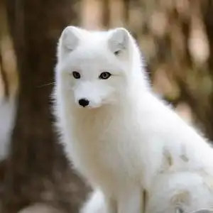 000人付款淘宝雪狐赤狐熊猫狐