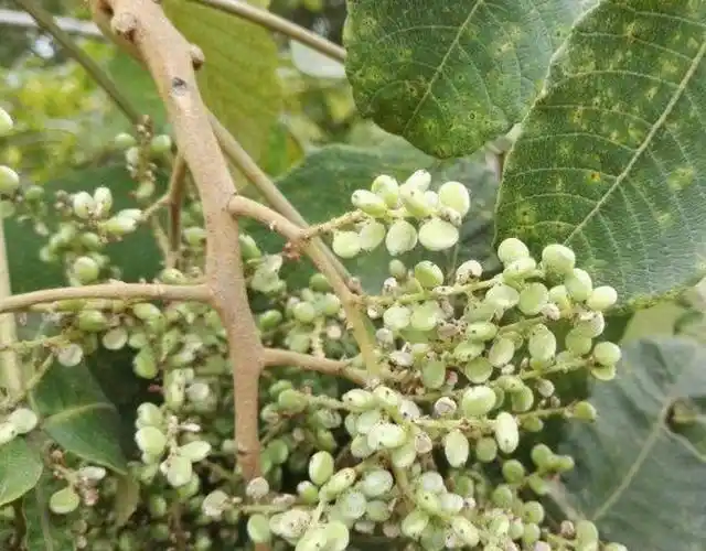 农村有一种树,果实内藏有虫子,药用价值跟"冬虫夏草"有的一拼