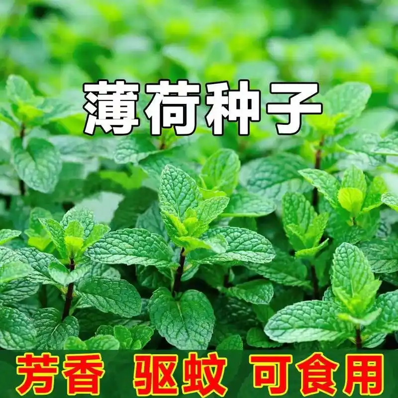 种下这颗薄荷种子,阳台变成了香气四溢的小花园,四季不凋零,每 - 抖音