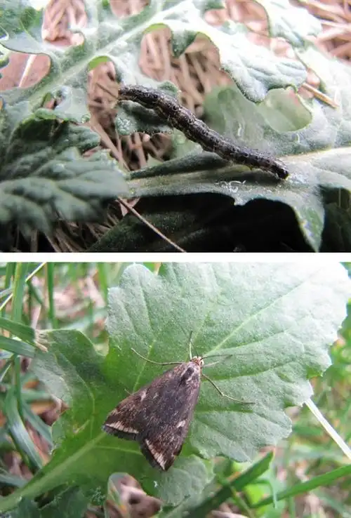 [科学网] 警惕!草地螟与粘虫新一轮发生程度重于以住