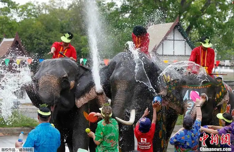 泰国大象街头戏水 欢庆泼水节
