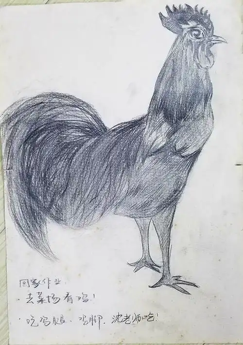 第一次的素描作品:雄赳赳气昂昂的大公鸡