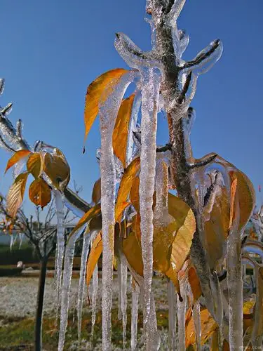 今年的树挂冰凌好像来的着急了点!x909t拍摄