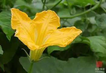 这株南瓜花没有什么结构