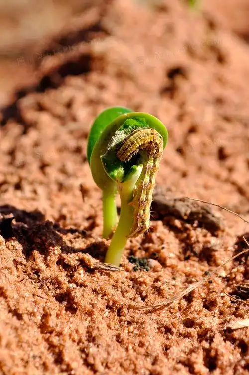 关键词:种子破土而出种子破土而出萌芽嫩芽新芽发芽绿叶叶子土壤虫子