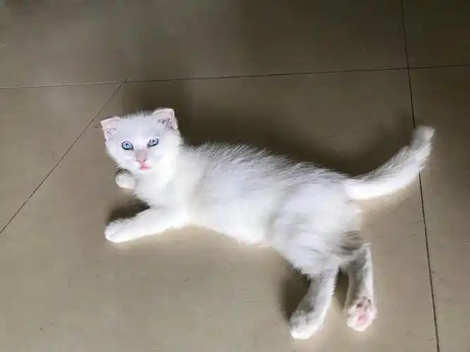 蓝眼全白英短妹妹找新家(已被领养)