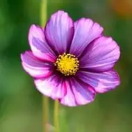 纯真的酷爱开放的刚强美丽的格桑花头像图片可望而不可求的是圣洁的