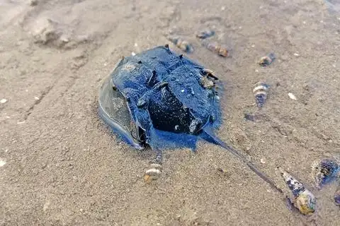由于含有铜离子,鲎的血液和一些虾蟹一样,遇氧气后呈蓝色.