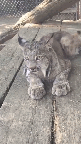 00:15 长相和声音不符合,是一种什么体验?