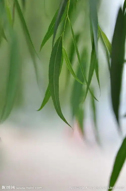 柳叶图片
