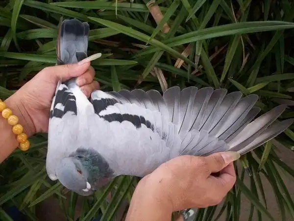 09秋季汕头奋翔名家鸽 方维恭_赛鸽资讯网商城