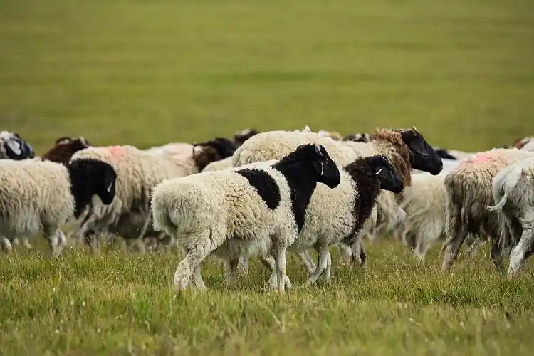 巴音布鲁克黑头羊养殖基地