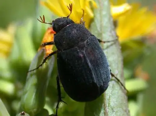 展开全部 像是农村黑老婆