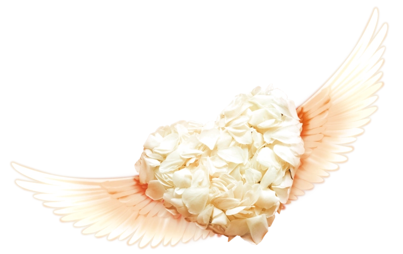 带翅膀的白色玫瑰花瓣的心形