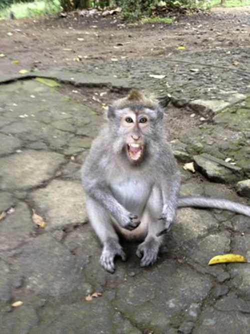 国内首例灵长类人畜共患感染死亡:什么是猴b病毒?_腾讯新闻