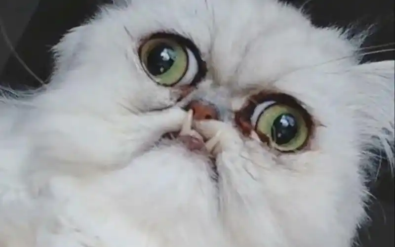 凶萌可爱又可怕的奶奶猫日常合集20p更新至2020415