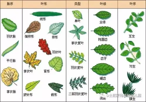 d士尼幼儿园这个秋天我们一起来认识叶形吧