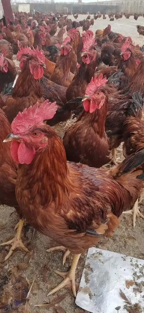 红玉公鸡苗--山东红羽系列鸡苗批发