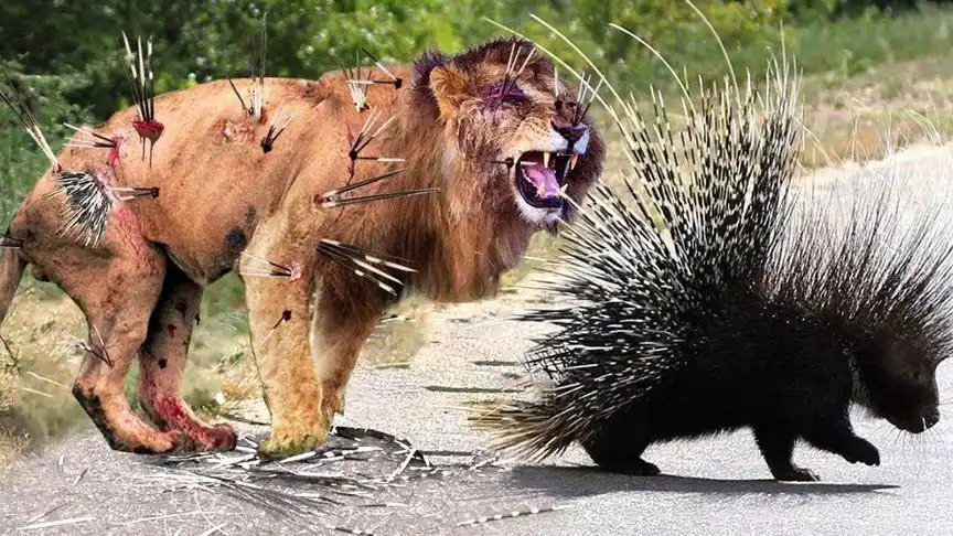 刺猬很容易击败攻击者,得益于尖锐的刺甚至狮子