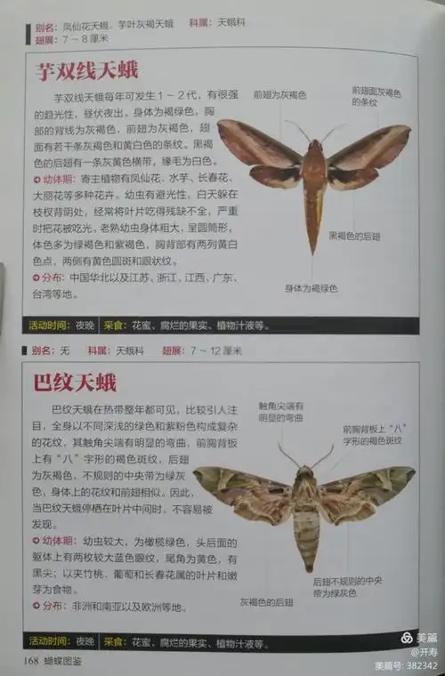 蝴蝶图鉴 第三章 灰蝶总科 附录 蛾 壹号图编辑部