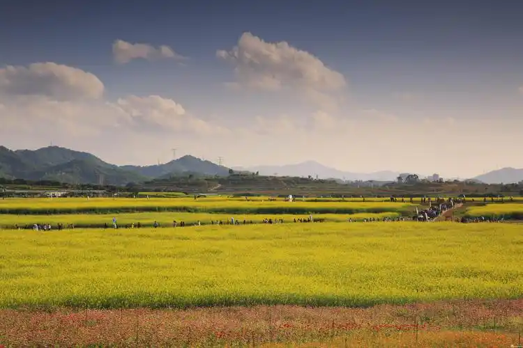 油菜花田野风光