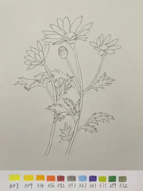 彩铅花卉——小雏菊,附步骤图